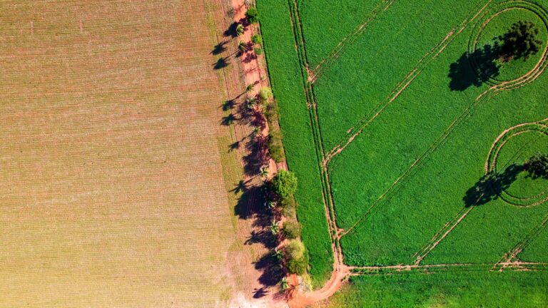From Field to Future: The Impact of Drones on Modern Farming Techniques